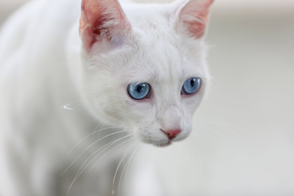 Photograph by Idit Profeta Ron