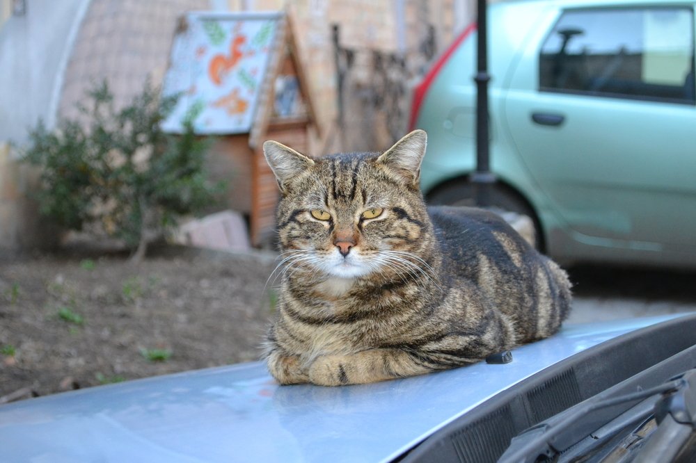 Харизма-наше все!