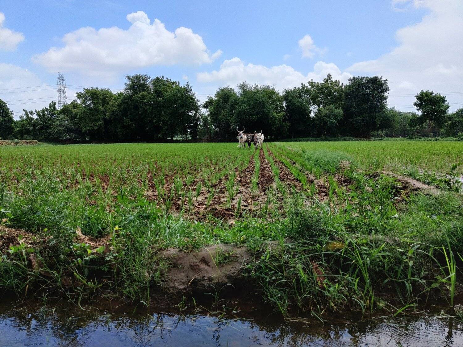 Farming