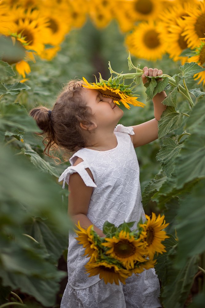 Подсолнуховое счастье