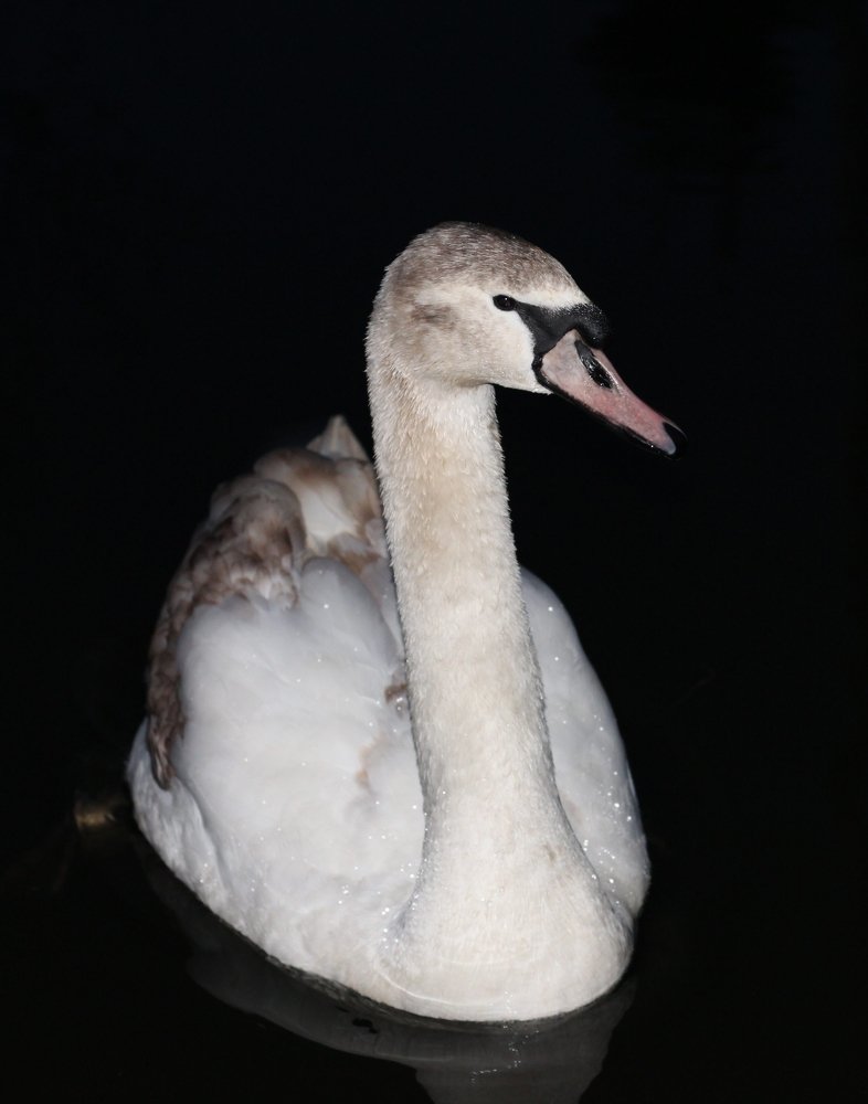 Фотография автора Ольга Галушкина