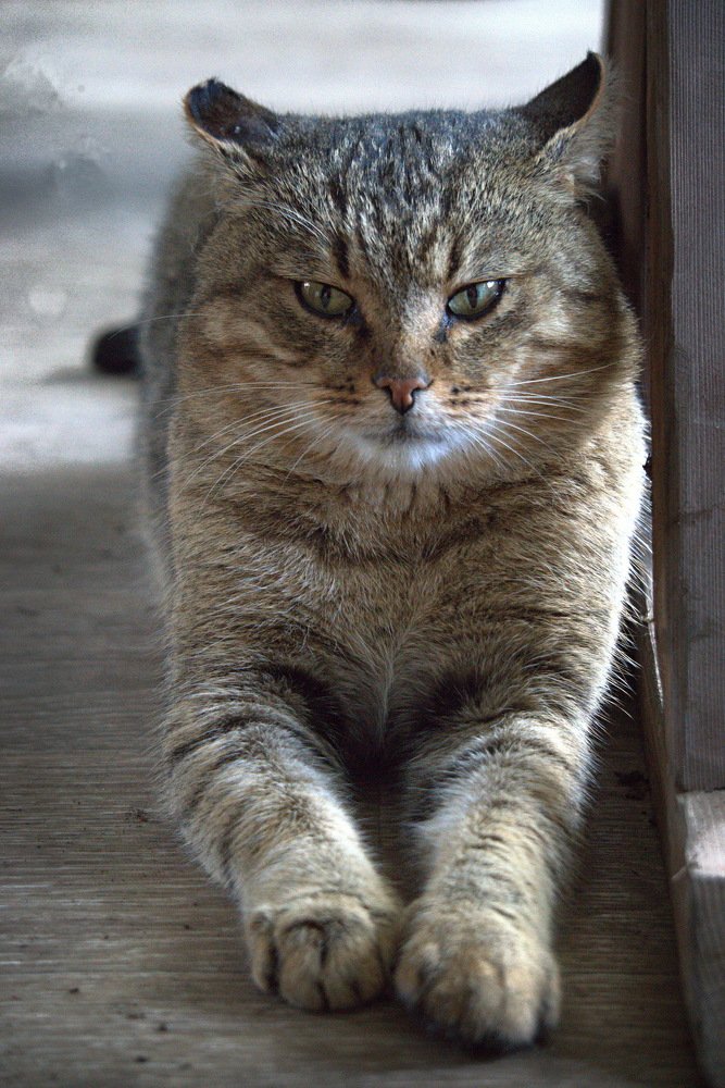 кот Василий