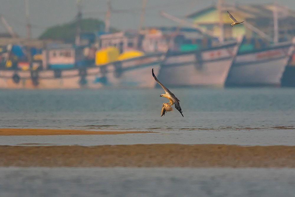 White-bellied sea eagle with kill