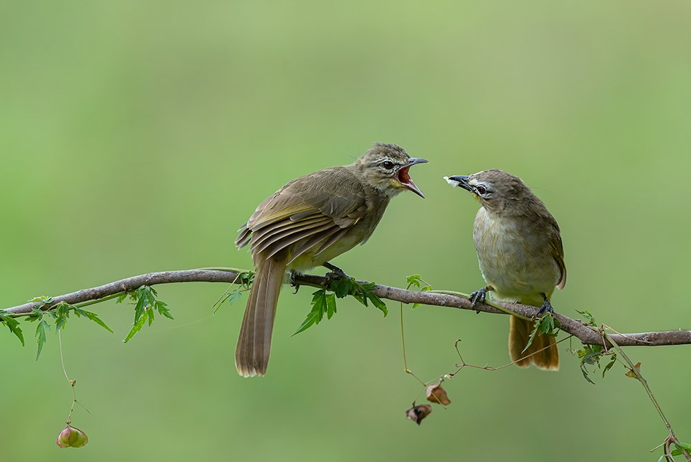 Feeding its young - White browed bulbul