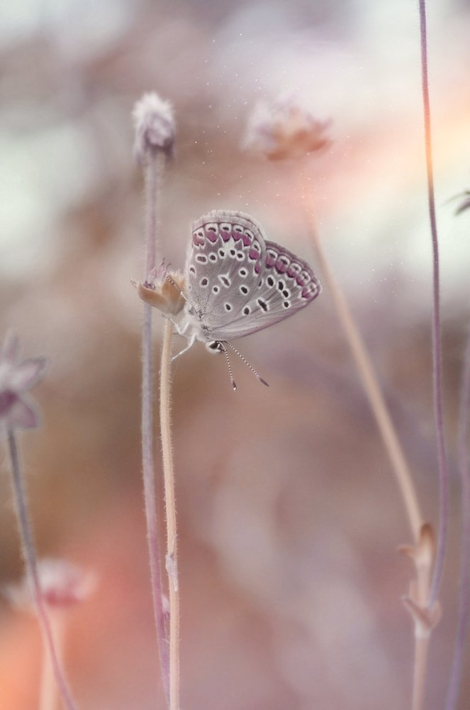 Фотография автора Amra Mujić