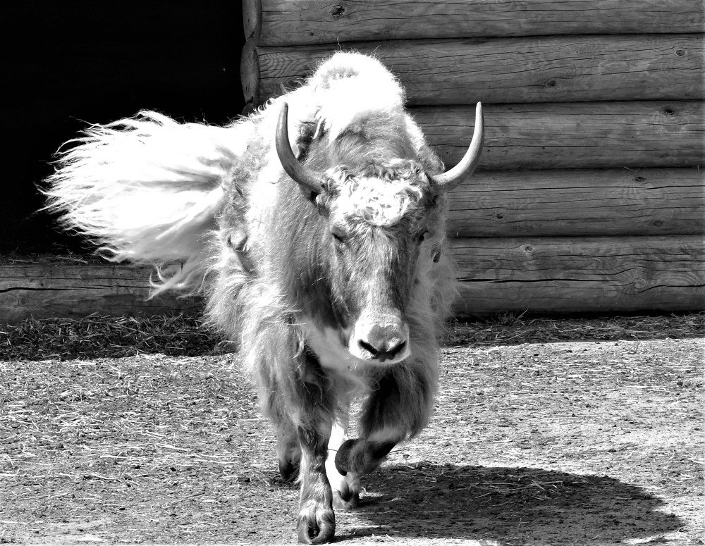 Photograph by Ирина Самойленко