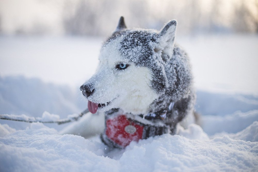 Суровый взгляд