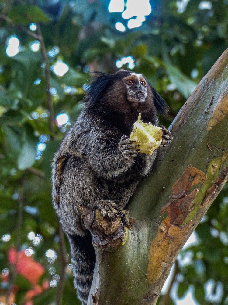Sagui