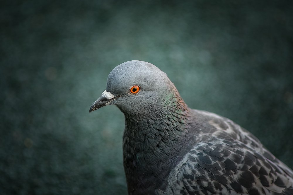 Photograph by Сергей Приходько