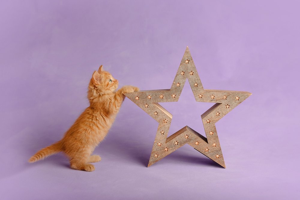 Фотография автора Яна Романова