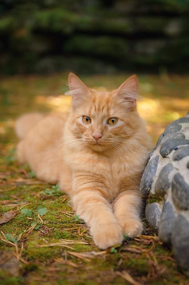 Фотография автора Яна Романова