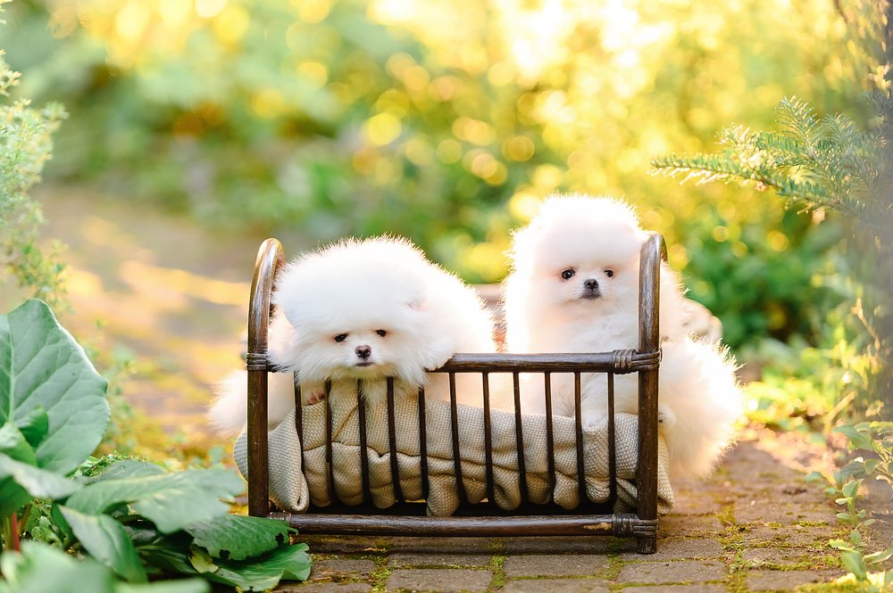 Фотография автора Яна Романова