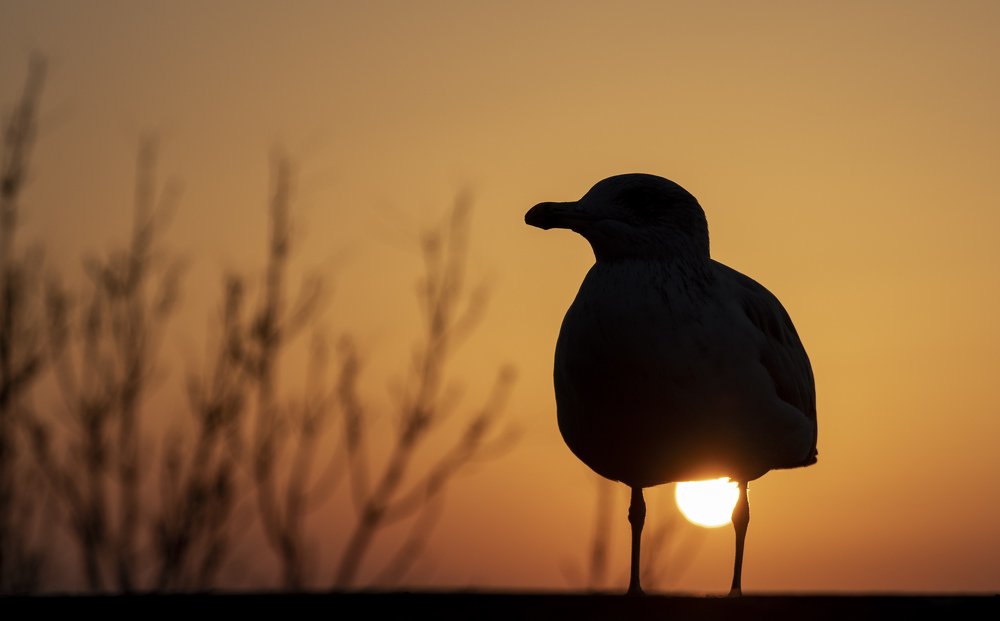 Seagull on sunset