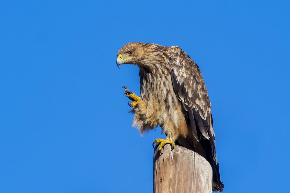 Молодой орёл-могильник. Алтай.