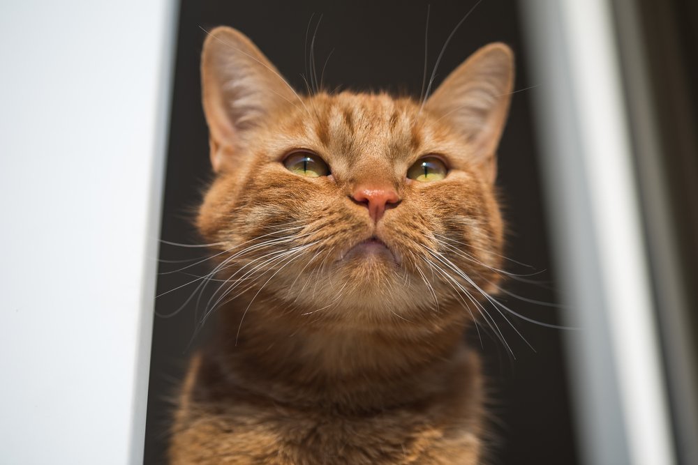 Photograph by Alla Matrosova