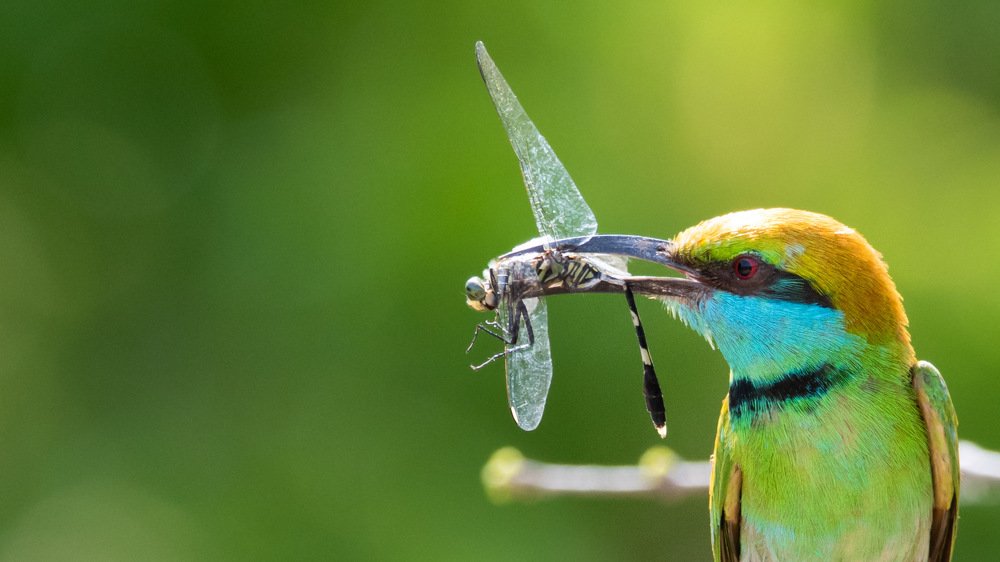 Photograph by Jeyanayagam Jeyathees