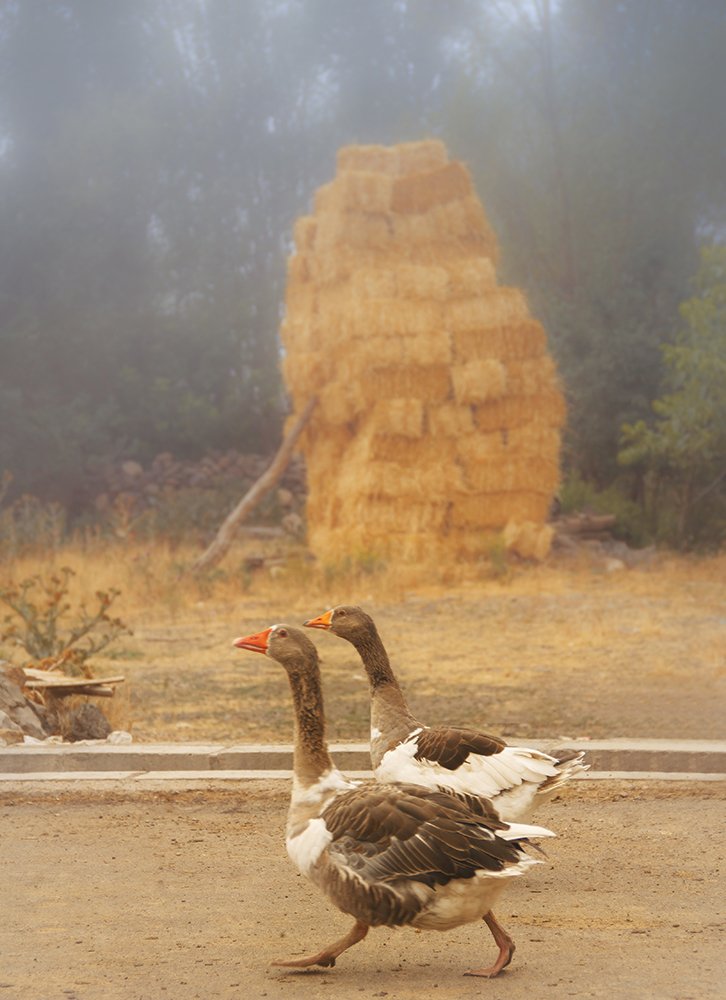 Walking in the village