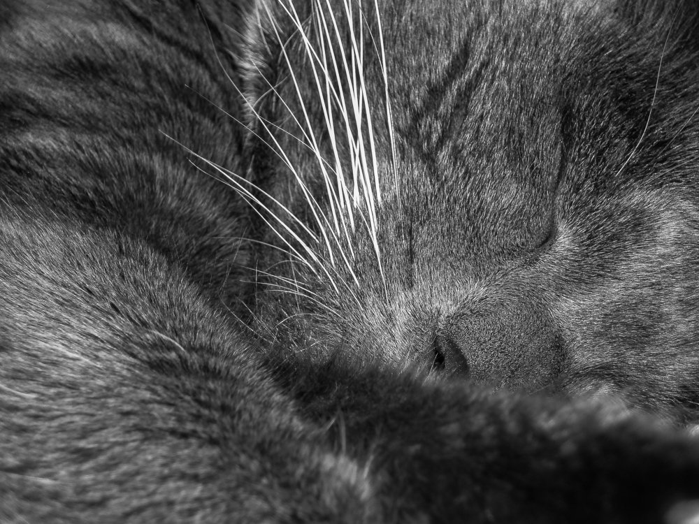 Photograph by Alla Matrosova