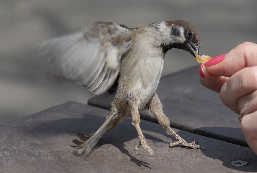 Hungry sparrow