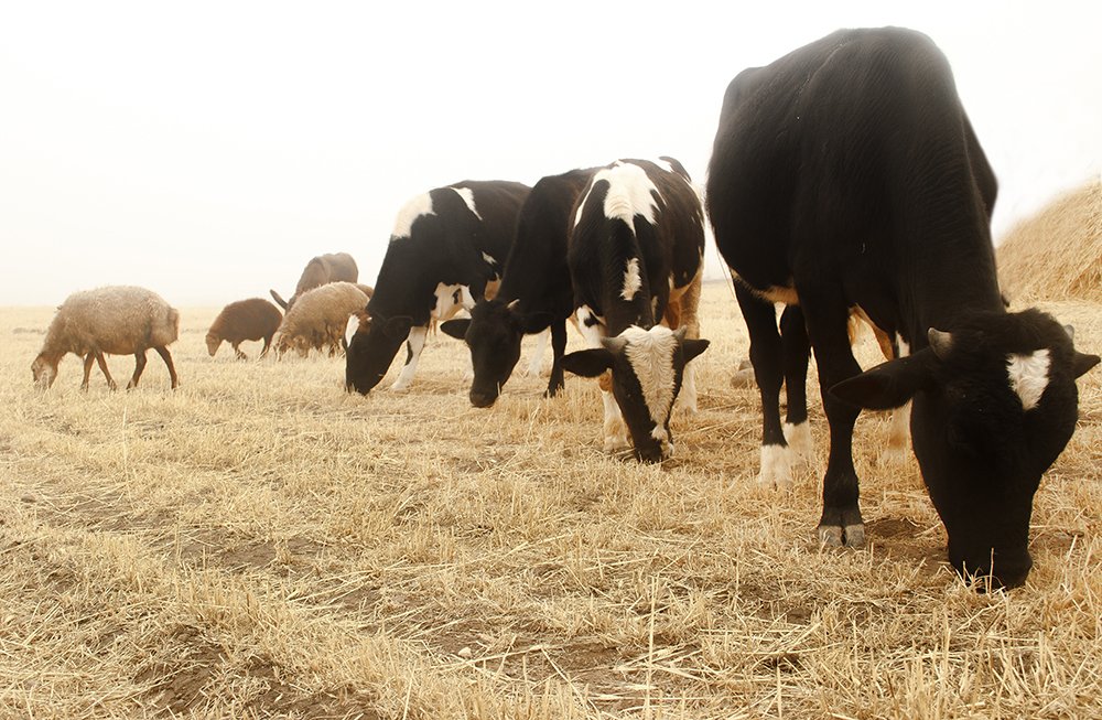 Фотография автора  Mahdiye