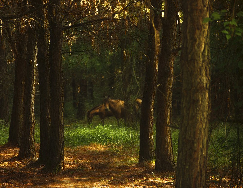 Фотография автора  Mahdiye