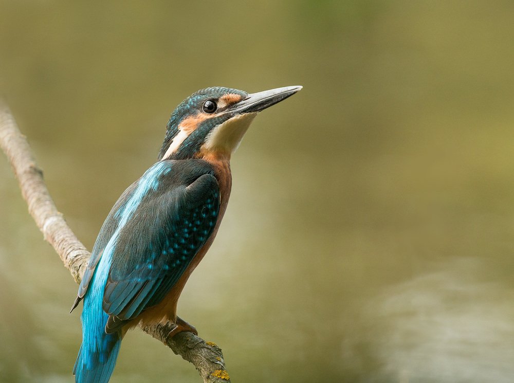 Photograph by Алексей Юденков