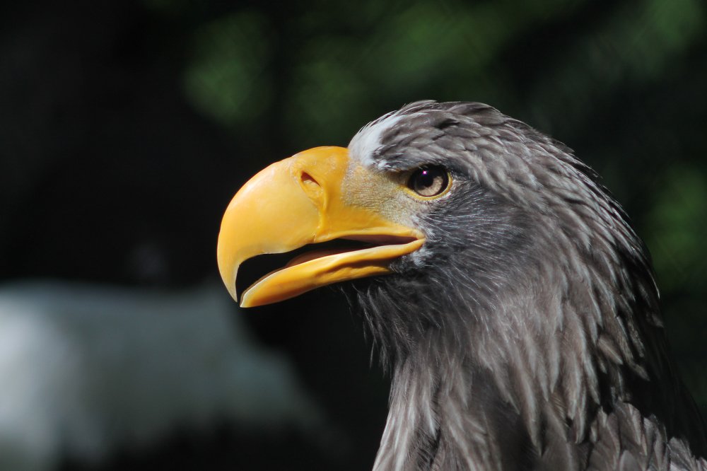 Steller's sea eagle