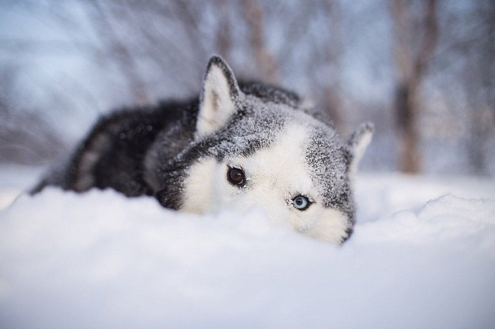 Волчий взгляд