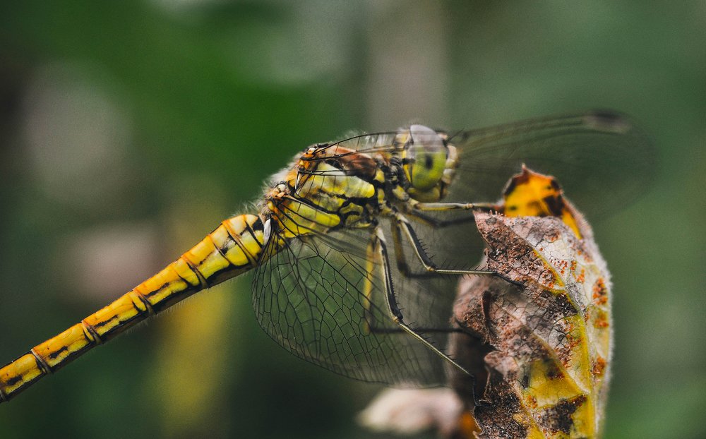 Photograph by Олеся zme