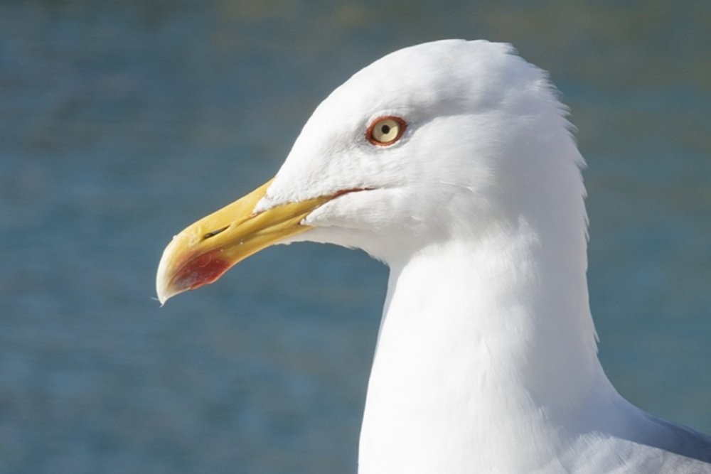 Photograph by Евгений Гусев