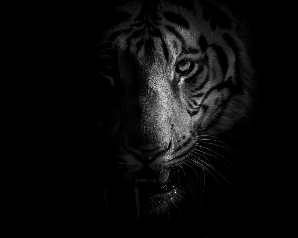 Photograph by Ameya Tarde