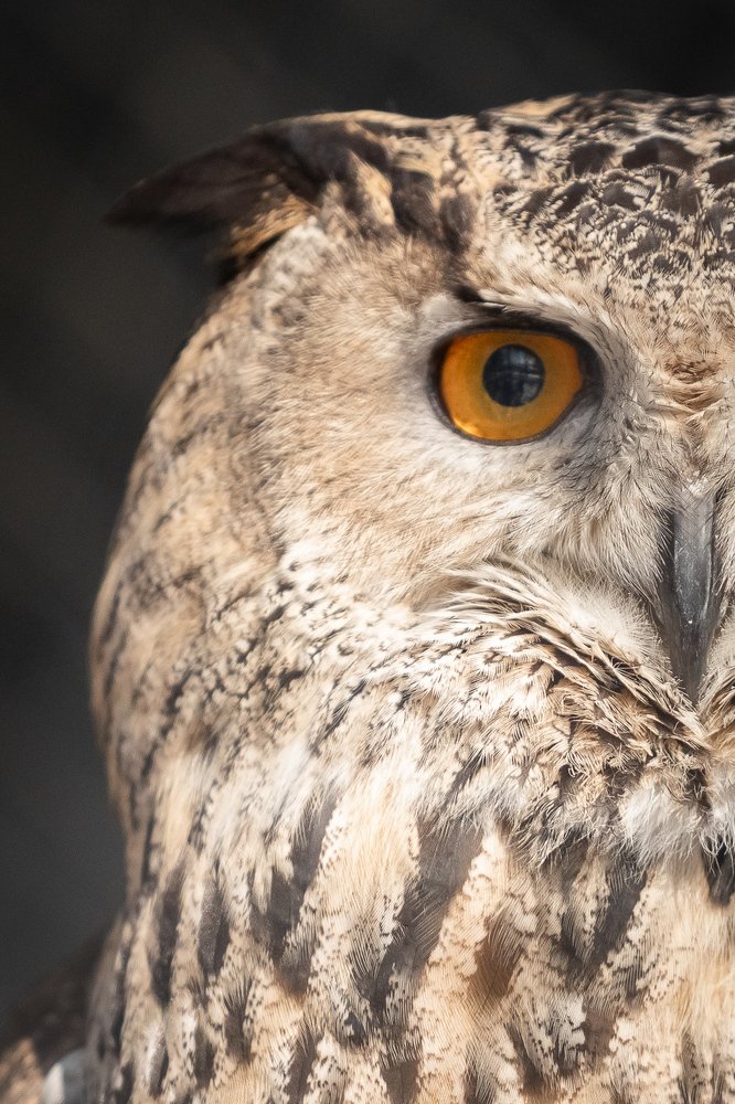 Фотография автора Дмитрий Эбингер