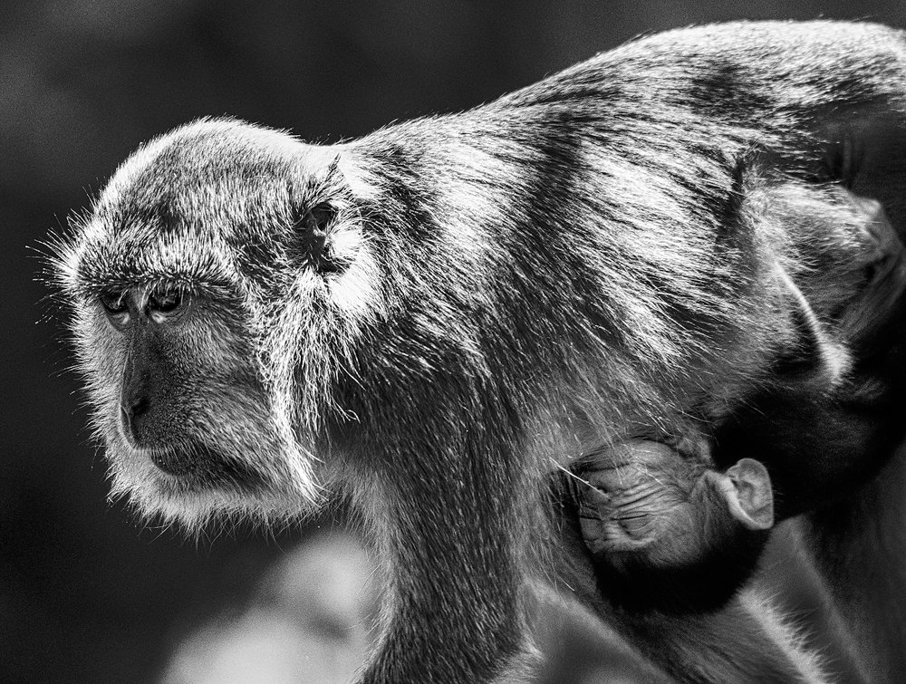 Photograph by Reza Putra