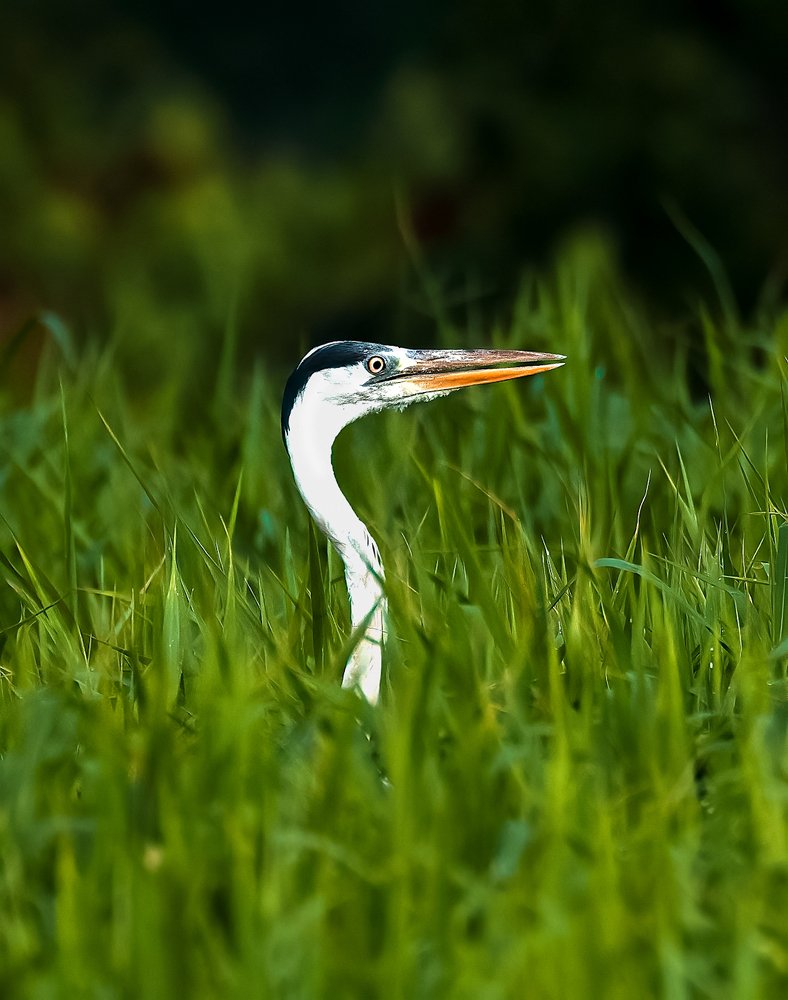 Grey heron