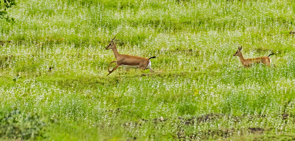 Deer one's enjoying the freedom