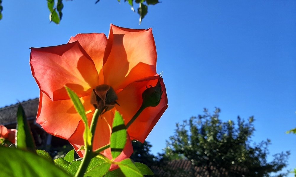 Фотография автора Kreculj Dejan