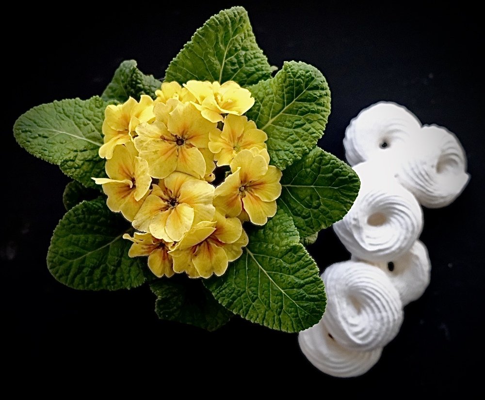 Фотография автора Ольга Забрянская