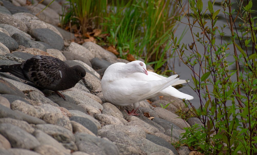 Репетиция спектакля Белый лебедь