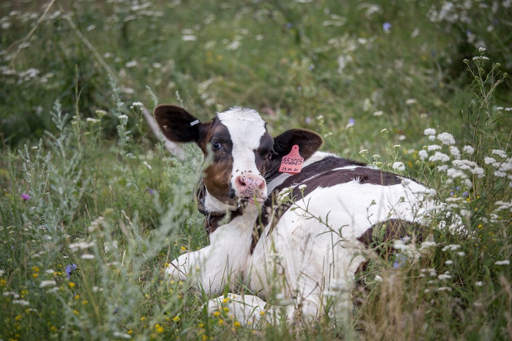 Photograph by Евгения Бочарова