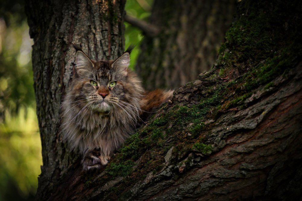 Photograph by Светлана Воскресенская