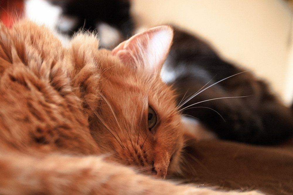 Фотография автора Juan Carlos Castillo