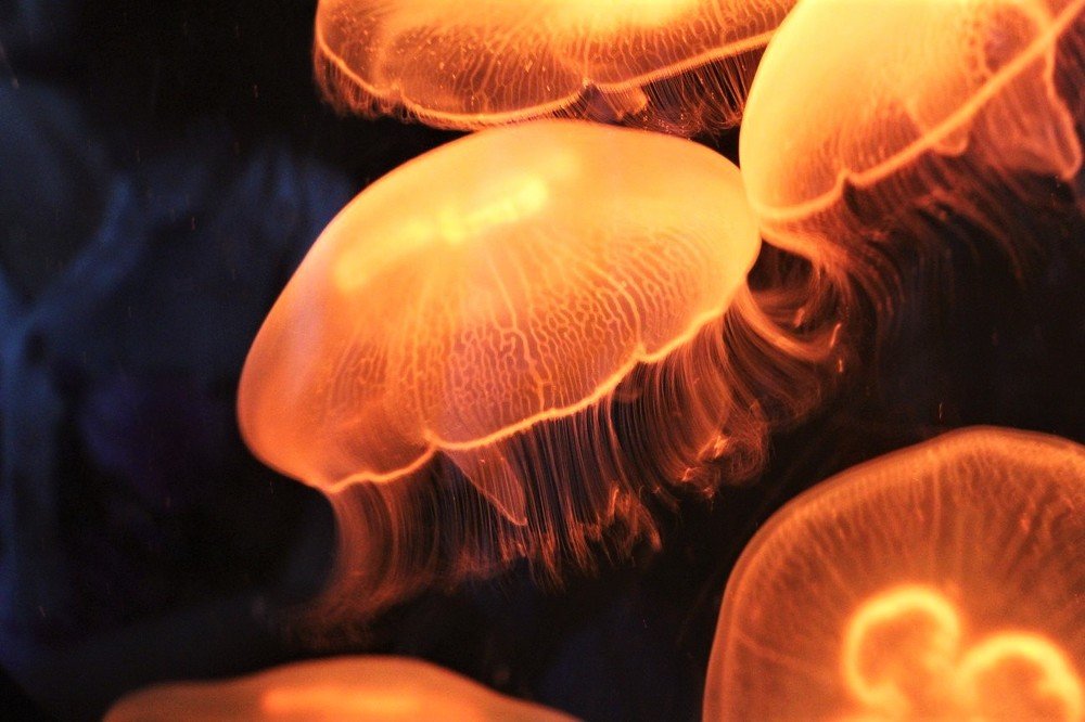 В глубинах океана