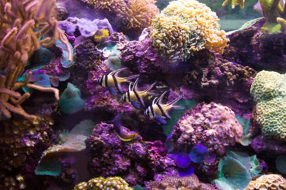 На дне морском