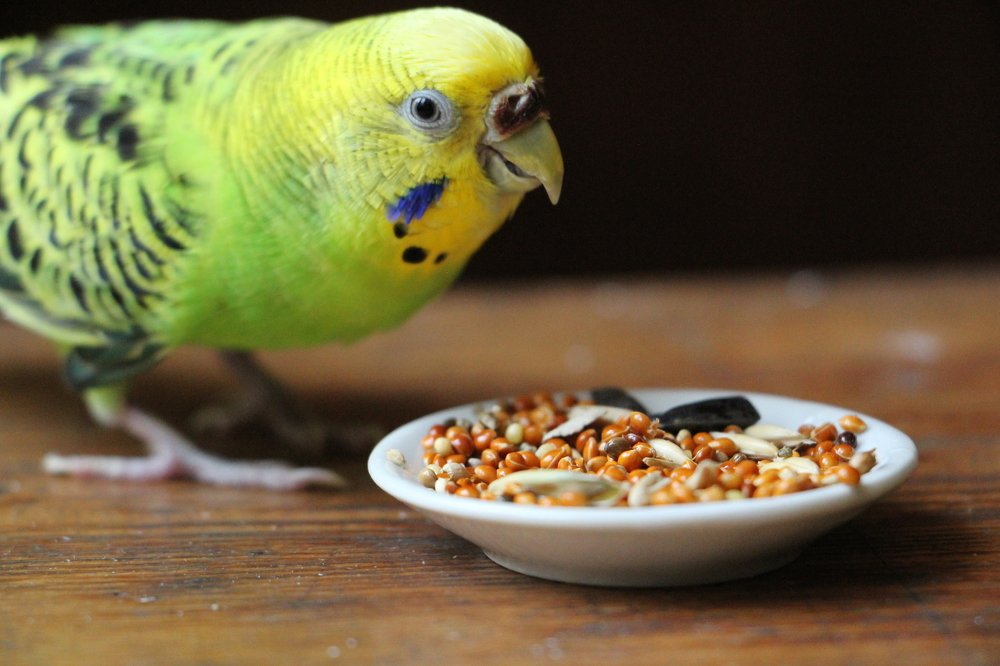 Маленькая Клео