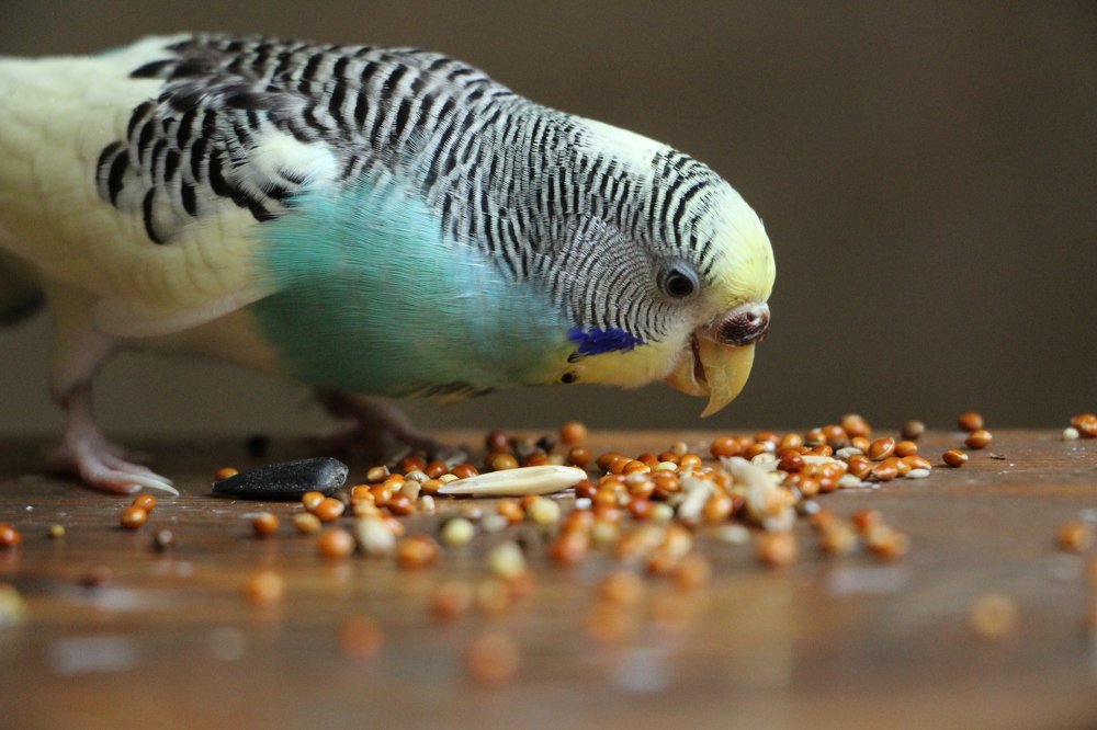 Маленькая Сани