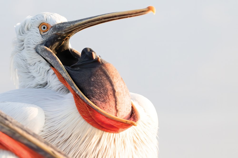 Фотография автора Subi Sridharan