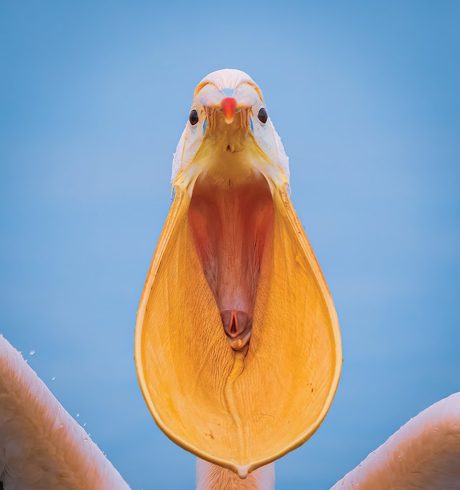 Фотография автора Subi Sridharan