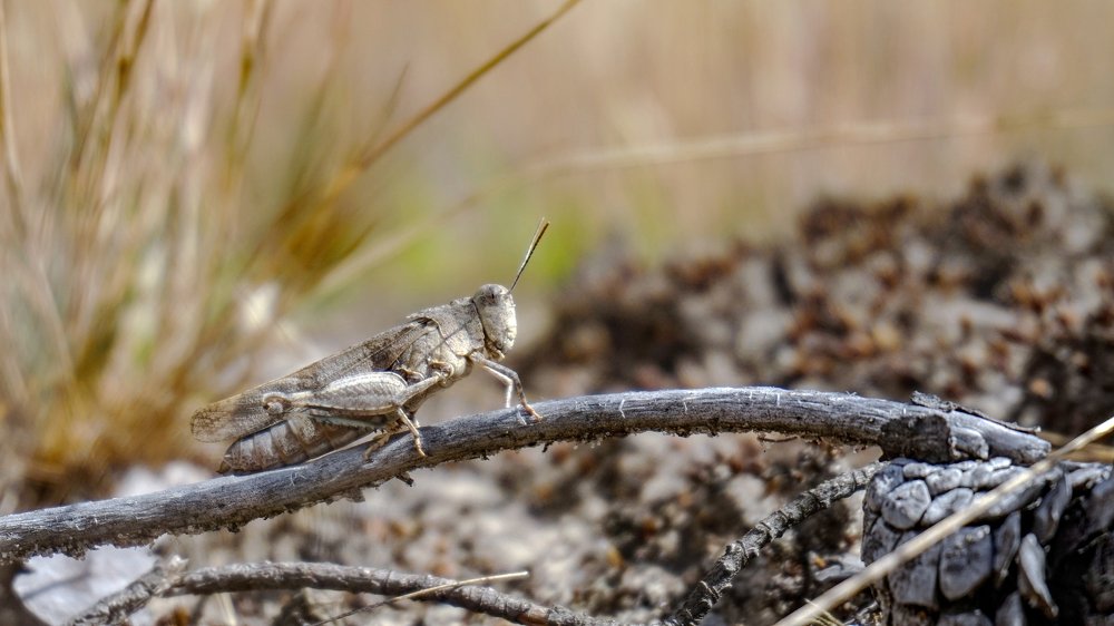 Кавалерист