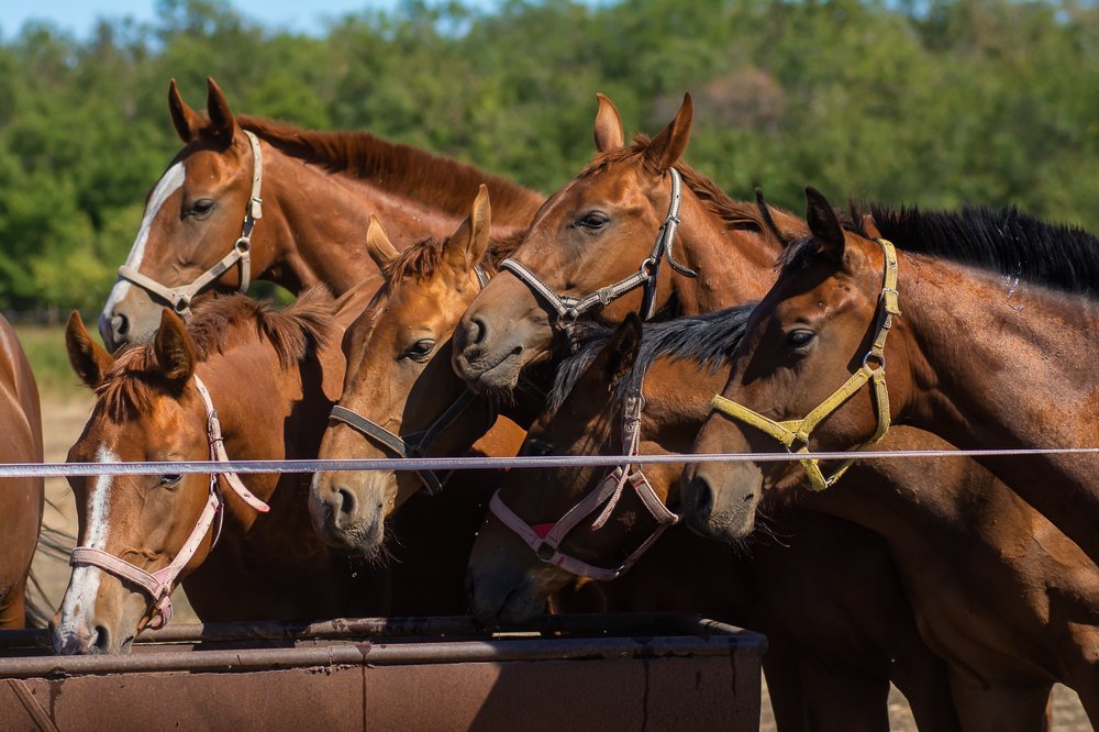 Photograph by Дзись Оксана