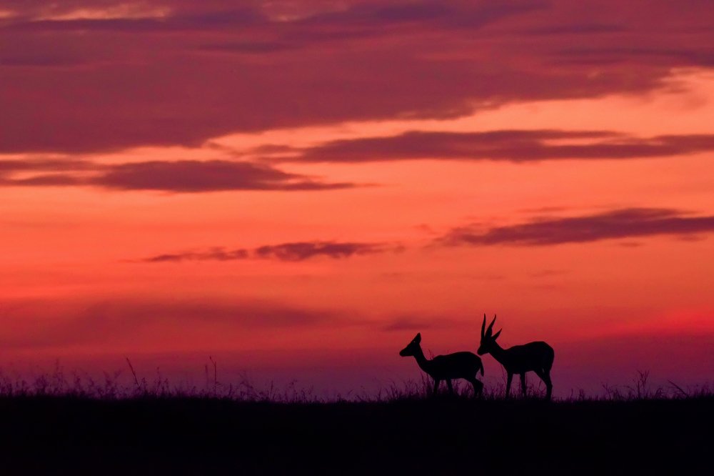 Magical Masai Mara of India !